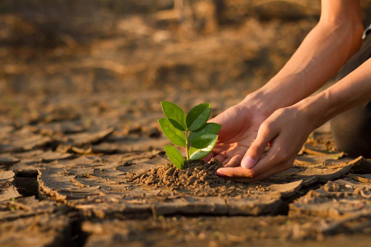 planting a plant on a dried soil